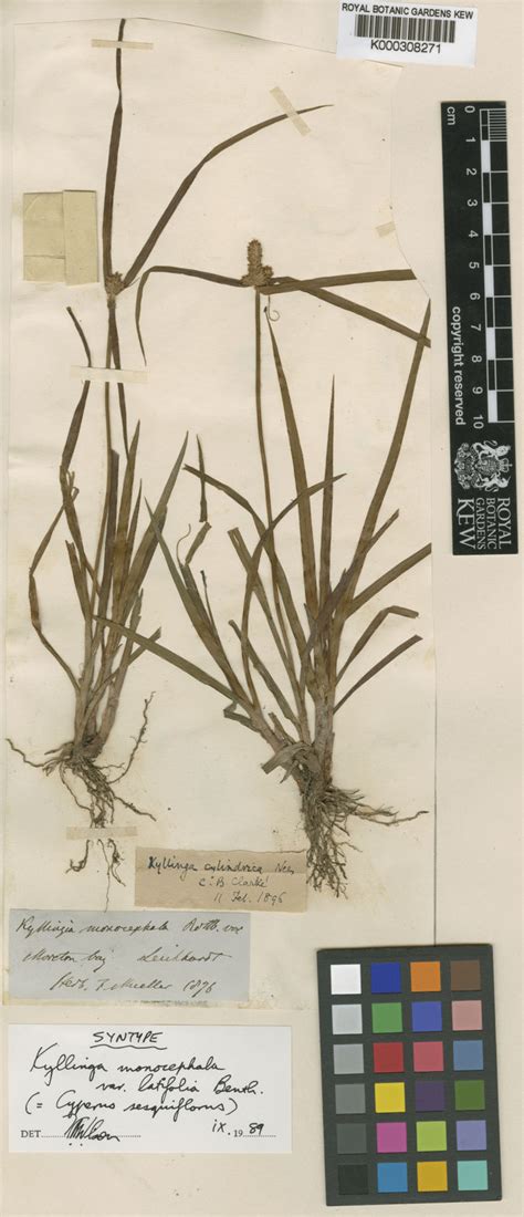 Cyperus Mindorensis Steud Huygh Colombian Plants Made Accessible