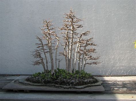 The Most Beautiful Bonsai Forest Plantings