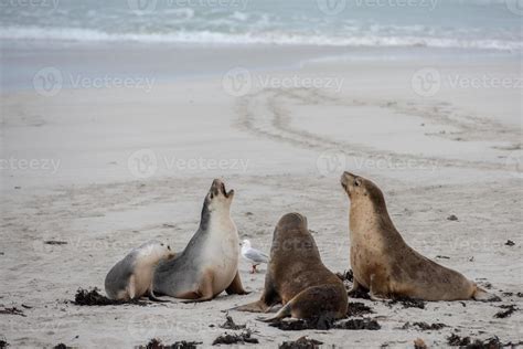 newborn australian sea lion on sandy beach background 12249570 Stock ...