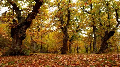 Forestbathing Shinrinyoku Nel Fiabesco Castagneto Secolare Del