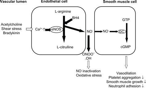 The Importance Of Nitric Oxide No In The Regulation Of Endothelial