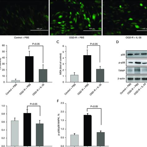 Il Suppressed Ogd R Induced Ros Generation In Endothelial Cells The