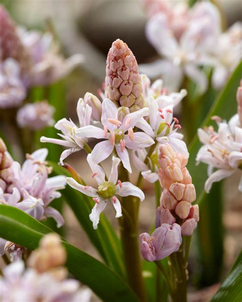 Scilla bifolia 'Rosea' bulbs — Buy pink alpine squill bulbs online at ...