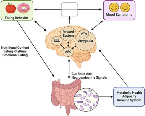 The Bi Directional Relationship Between Neural Circuits Governing Mood