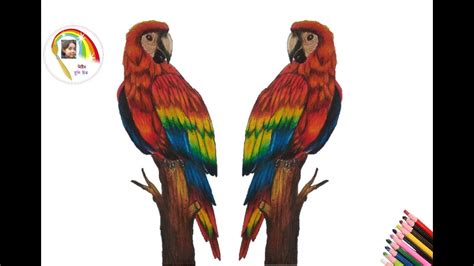 Macaw How To Draw Scarlet Macaw Step By Step Drawing Diy Easy