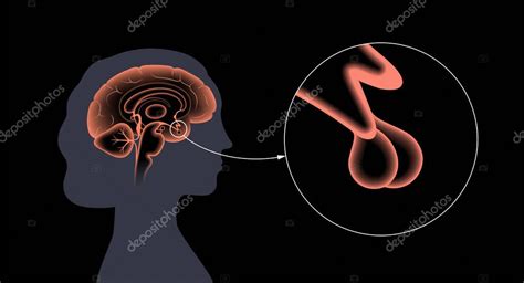 Anatom A De La Gl Ndula Pituitaria Vector De Stock Por Pikovit