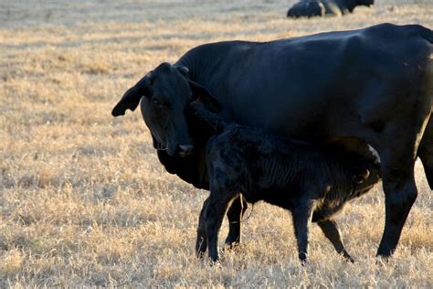 Beef Cattle Management The Breeding Season — Riverbend Ranch