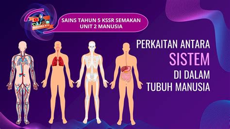 Perkaitan Antara Sistem Di Dalam Tubuh Manusia Sains Tahun Lessons