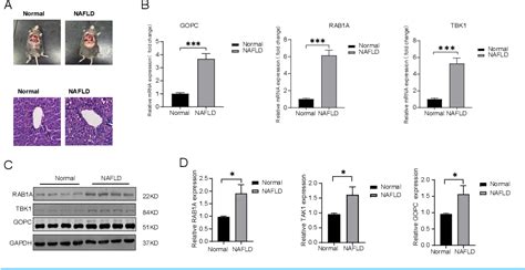 Figure 5 From Identification Of M6A Associated Autophagy Genes In Non