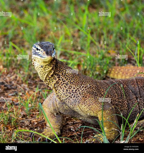 Racehorse Goanna Hi Res Stock Photography And Images Alamy