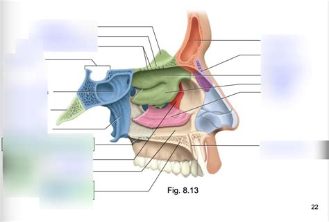 Skull Diagram | Quizlet