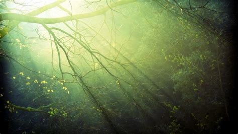 Wallpaper Sinar Matahari Pohon Hutan Alam Refleksi Rumput