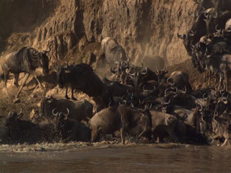 Wildebeest Migration