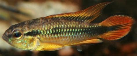 Apistogramma Agassizii Super Red Par Tropeland Dyrehandel N R