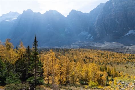 22 Amazing Larch Hikes In Alberta Travel Banff Canada