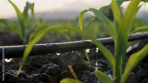 Water Drips Into Soil From Drip Tape Agriculture Drip Irrigation