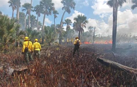 Más Del 60 De Los Fuegos Forestales Son Intencionales En La Provincia