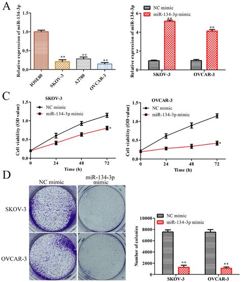 MiR 134 3p Inhibits The Proliferation Of SKOV 3 And OVCAR 3 Cells