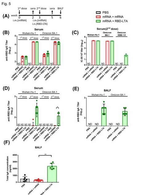 RBD LTA Fusion Proteins As A Mucosal Booster After Omicron BA 1