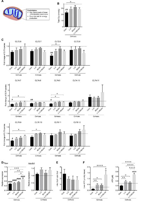 L Carnitine And BCAA Treatments Recover Mitochondrial Integrity In The