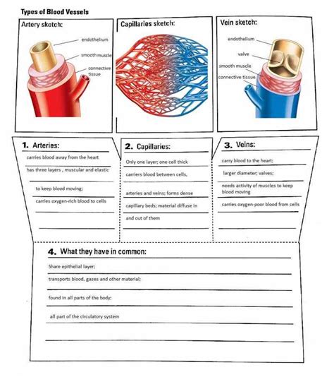 Arteries Veins And Capillaries Structure And Function | MedicineBTG.com