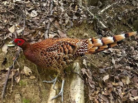 Copper pheasant - Facts, Diet, Habitat & Pictures on Animalia.bio