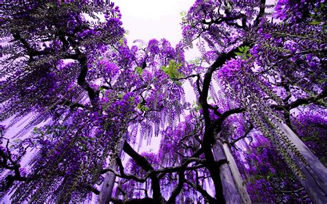 Purple Rain Ashikaga Flower Park Amazing Nature Photos Wisteria Tree