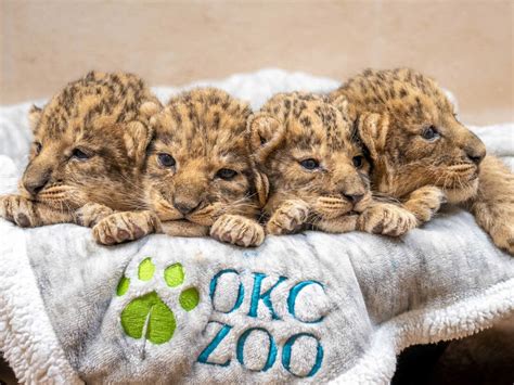 Oklahoma City Zoo wants help naming their lion cubs : NPR