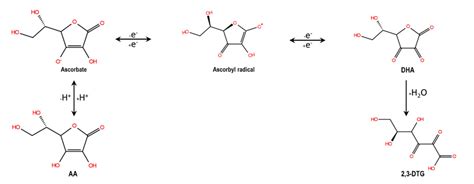 Degradation of ascorbic acid (AA) to dehydroascorbic acid (DHA) and ...