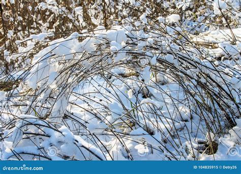 Galhos Da Rvore Cobertos Da Geada E Da Neve No Fundo Da Floresta Do