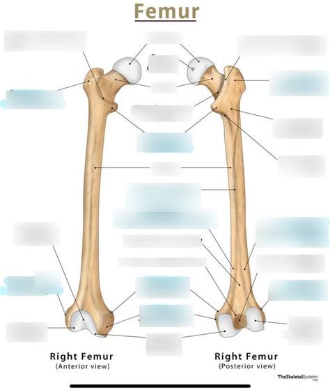 Femur Diagram Diagram Quizlet