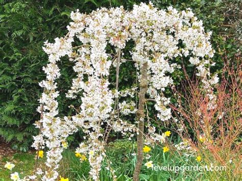 Complete Guide to Dwarf Weeping Cherry Trees: Varieties, Care, and Benefits