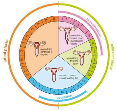 Calculadora De Fertilidad