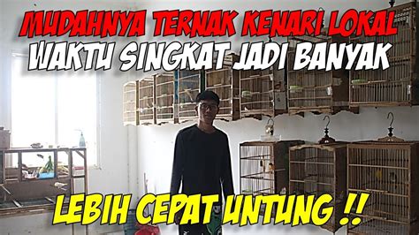 Mudahnya Ternak Kenari Lokal Dengan Cara Sederhana Sukses Ternak