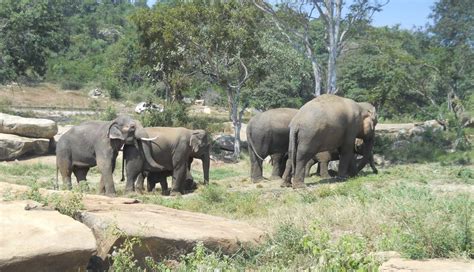 Elephants Finally Find A Home At India's First Chain-Free Sanctuary ...