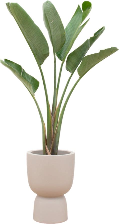 Green Bubble Strelitzia Augusta Inclusief Elho Pure Coupe Beige