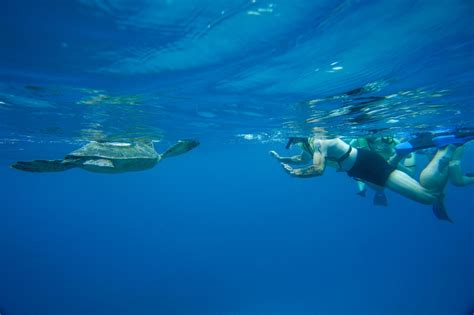 Oahu Turtle Snorkeling Tour In Waikiki Turtle Canyon Free Turtle