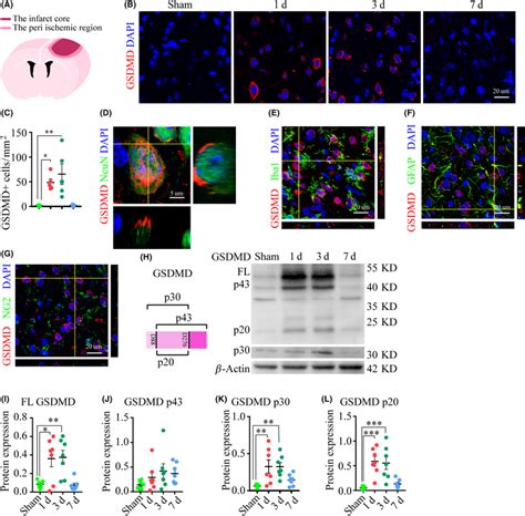 The Involvement Of Pyroptotic Cells In The Peri‐ischemic Regions A A Download Scientific