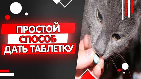 Как дать коту таблетку от глистов, как часто давать таблетки от глистов ...