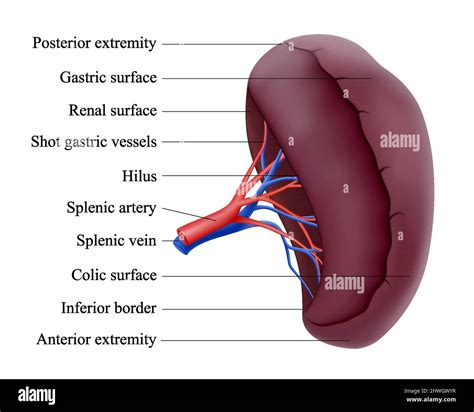 Splenic Artery Diagram