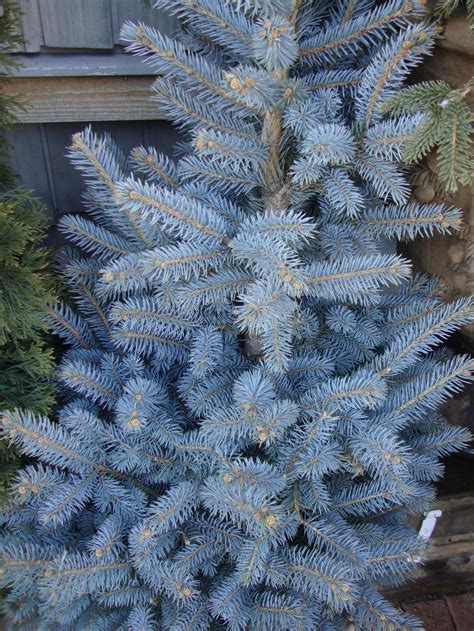 Photo Of The Entire Plant Of Blue Spruce Picea Pungens Baby Blue