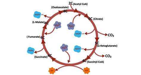 Tca Cycle Meaning And Analysis Method Creative Proteomics Blog