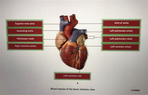 Heart Lab Flashcards Quizlet