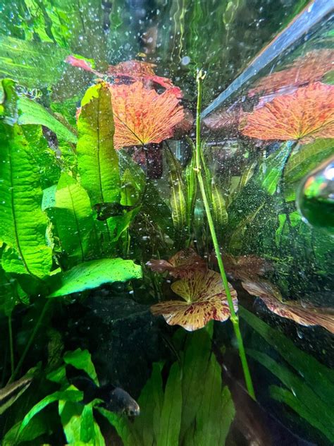 Anubias Amazon Sword Flowering Plants Algae And Fertilizers C