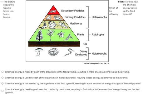 This Picture Shows The Trophic Levels In A Forest Biome Which Of The Following Best Describes