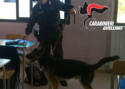 Controlli antidroga Blitz dei Carabinieri con unità cinofile Irpinia24