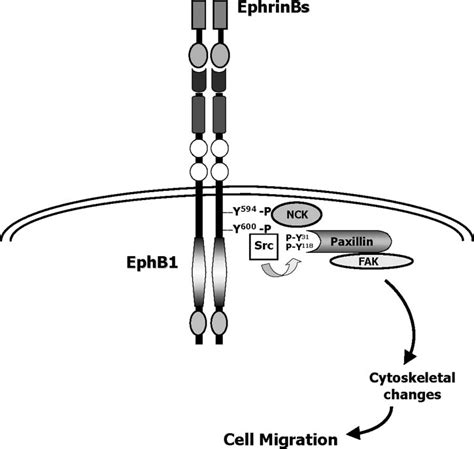 Proposed Model Of The Ephb Paxillin Interaction A Proposed Model Of