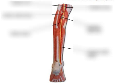 Popliteal Artery Model