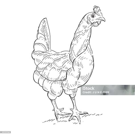 Hand Drawn Chicken Stock Illustration Download Image Now