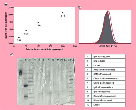 Optimization Of Antibody Thiolation And Conjugation To Nanoparticles Download Scientific